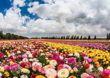 The fall of Karuturi: how the crisis in the rose market is cutting the hopes of millions