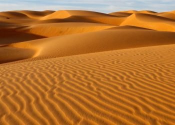 Comment meme la fourmi mauritanienne peut changer l’equilibre du monde