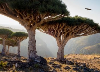 Socotra, the last wonderful enchanted island