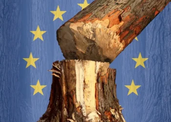 Exploring the facts Why has the EU delayed its deforestation law