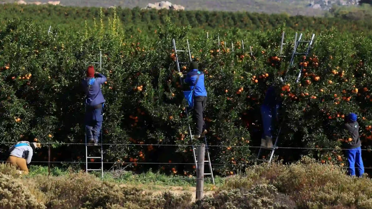 U.S. tariffs threaten South Africa farming communities and citrus export stability
